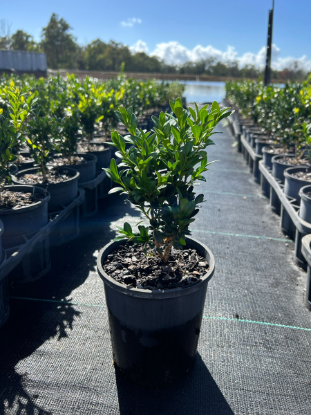 Buxus Sempervirens (English Box)