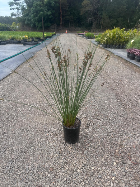 Juncus Usitatus (Common Rush)