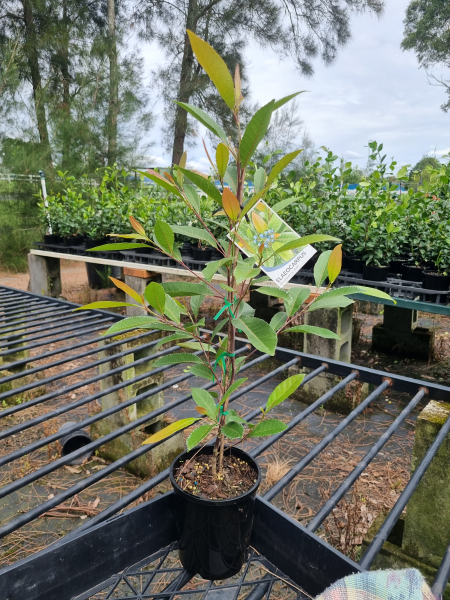 Elaeocarpus Reticulatus (Blueberry Ash)