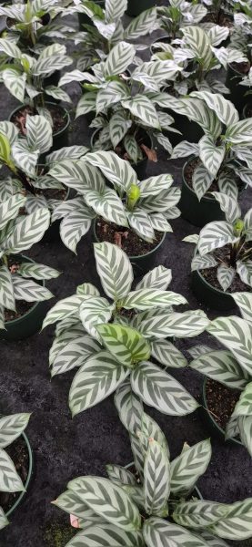 Calathea Freddie (Freddie)