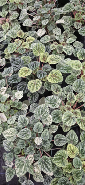 Peperomia Caperata 'Variegata' (Variegated Ripple Peperomia)