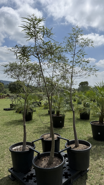 Brachychiton Rupestris (Queensland Bottle Tree) CLEARANCE