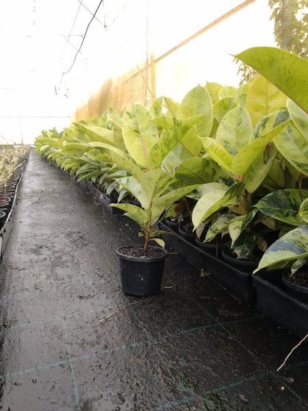 Ficus Elastica 'Shivereana' (Shivereana Rubber Plant)