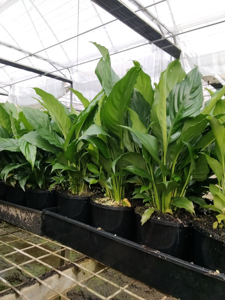 Spathiphyllum Wallisii (Flower Bunch)