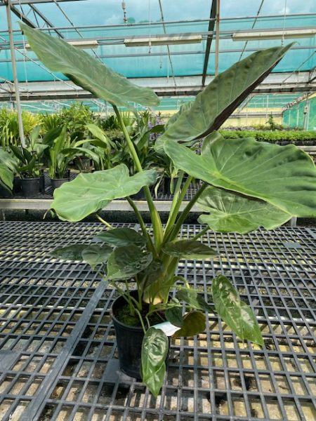Alocasia Wentii (Hardy Elephant Ear)