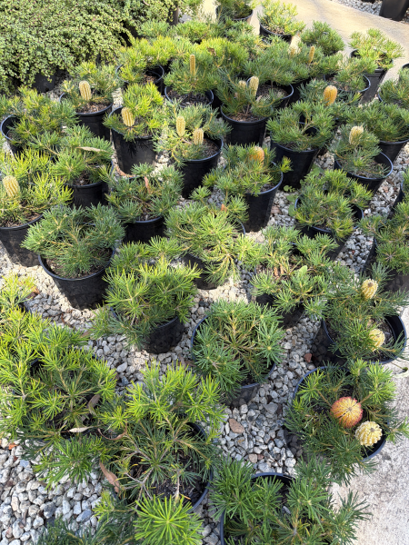 Banksia spinulosa ‘Birthday Candles’