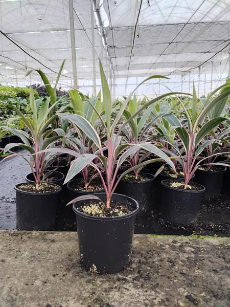 Cordyline Fruticosa (Pink Diamond)