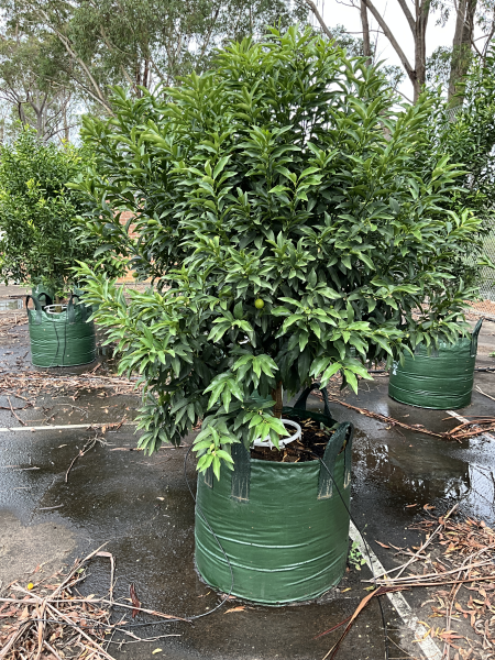 Citrus Japonica ‘Nagami’ (Nagami Kumquat)