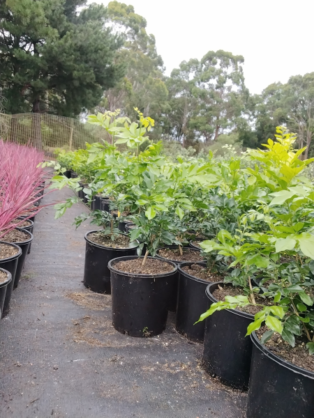 Murraya Paniculata (Orange Jasmine) Standards