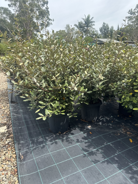 Elaeagnus pungens (Thorny Olive)