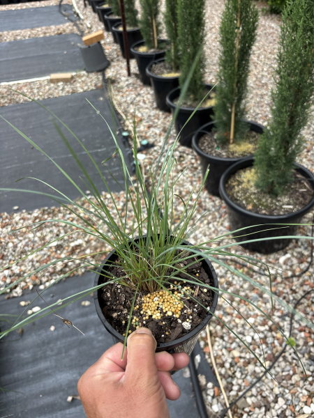 Poa Labillardierei (Common Tussock Grass)