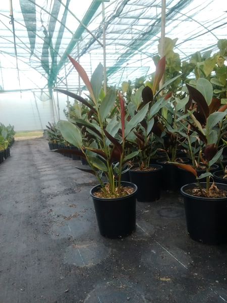 Alpinia Caerulea 'Red Back'