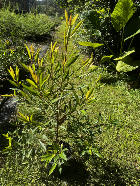 Elaeocarpus 'Green Dream' (Green Dream Blueberry Ash