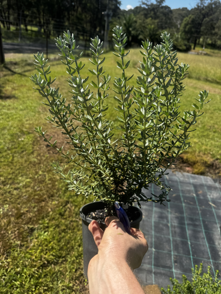 Westringia Fruticosa (Coastal Rosemary)