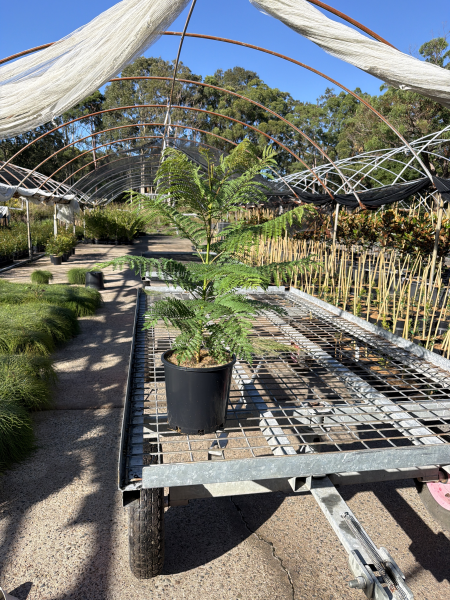Jacaranda Mimosifolia