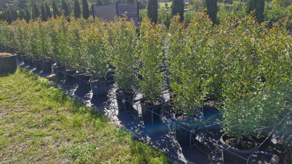 Syzygium Australe 'Resilience' (Resilience Lilly Pilly Standard)