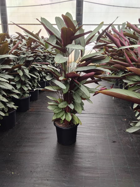 Ctenanthe Setosa (Grey Star)