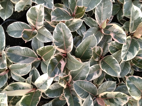 Ficus Elastica ‘Tineke’ (Variegated Rubber Plant)