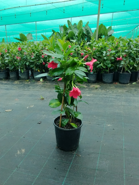 Mandevilla Sanderi (Summerstar Pink)