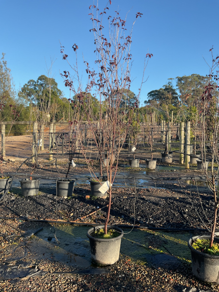 Prunus Cerasifera 'Nigra' (Purple-Leaf Flowering Plum)