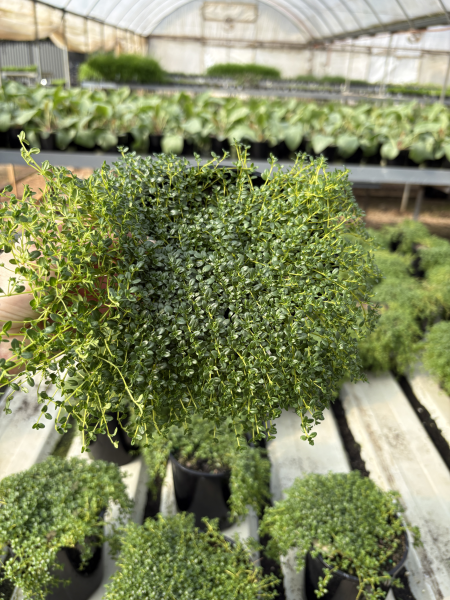 Thymus serpyllum ‘Albus’ (Creeping White Thyme)