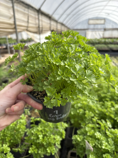 Petroselinum Crispum (Curly Parsley)