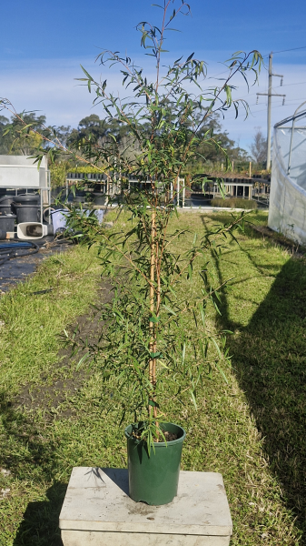 Leptospermum Petersonii (Lemon Scented Tea Tree)