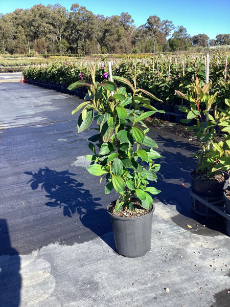 Tibouchina Lepidota 'Alstonville'