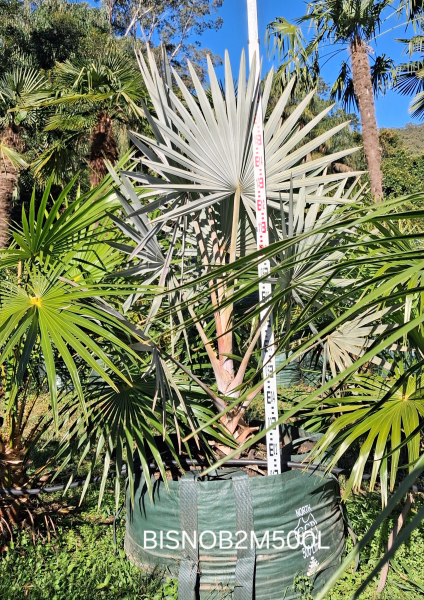 Bismarckia Nobilis (Bismarck Palm)