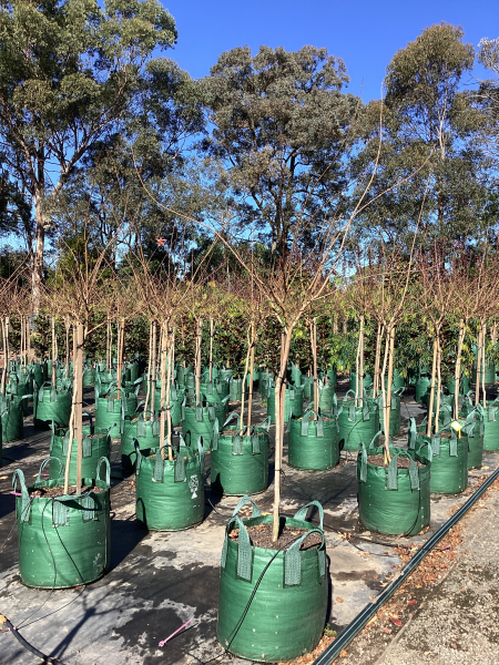 Lagerstroemia Indica × Fauriei ‘Natchez’ (Natchez Crepe Myrtle)