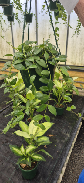 Aeschynanthus 'Tricolour' (Tricolour Lipstick Plant)