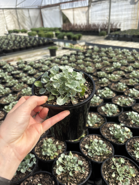 Dichondra Argentea (Silver Falls)