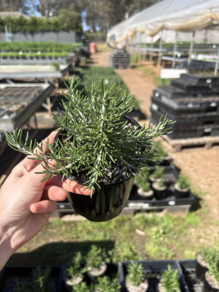 Rosmarinus Officinalis ‘Blue Lagoon’ (Blue Lagoon Rosemary)