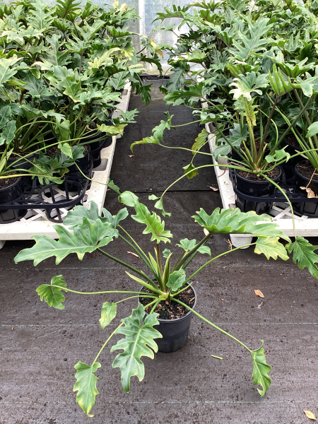 Philodendron Xanadu (Xanadu Philodendron)