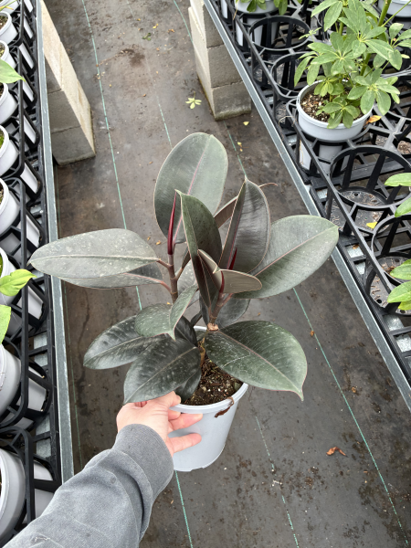 Ficus Elastica Burgundy (Indian Rubber Tree)