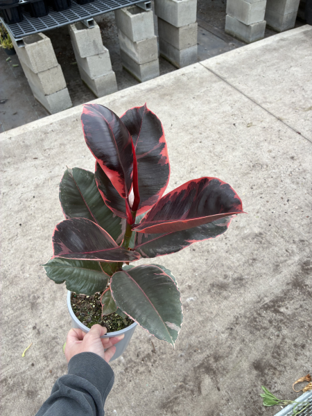 Ficus Elastica 'Ruby' (Ruby Rubber Plant)