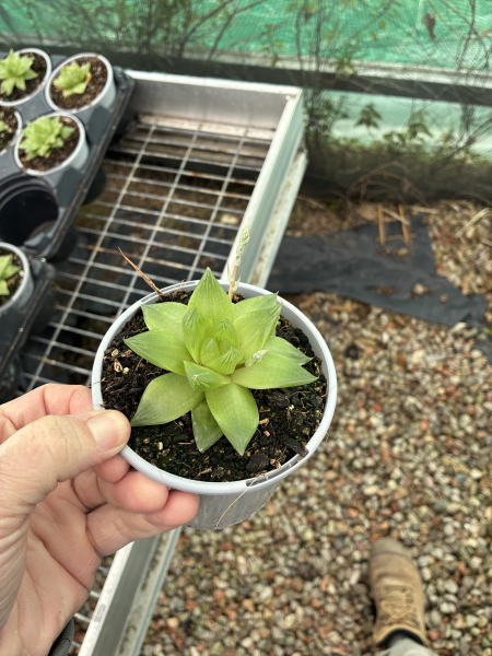 Haworthia Cymbiformis (Cathedral Window Haworthia)