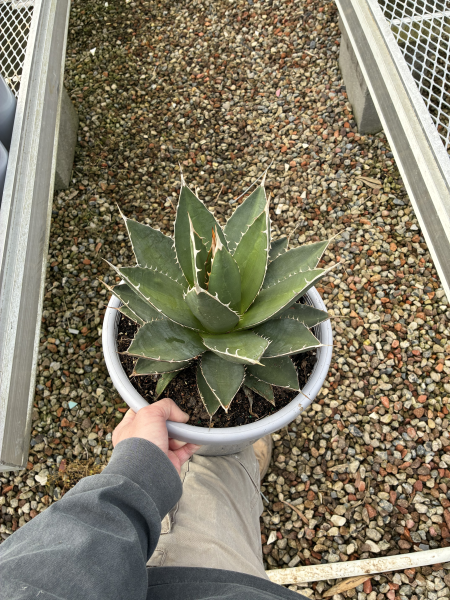 Agave Ghiesbreghtii ‘Purpusorum’ (Purpus Agave)