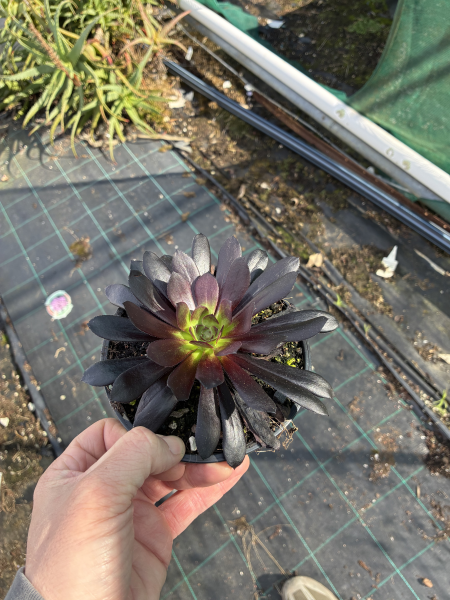 Aeonium Arboreum ‘Zwartkop’ (Black Rose Tree Houseleek)