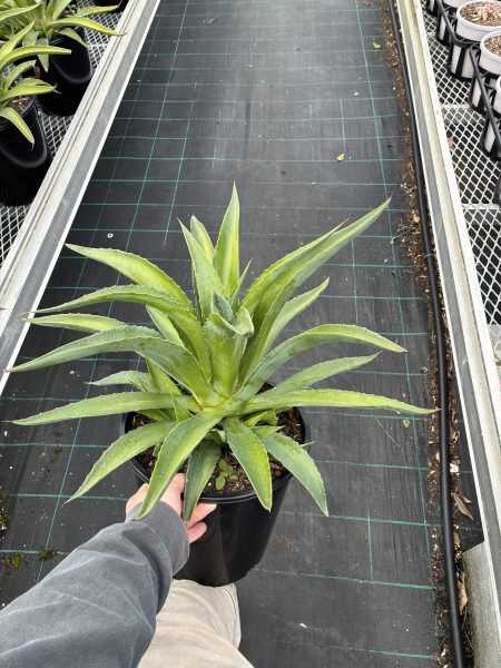 Agave Desmettiana (Smooth Agave)