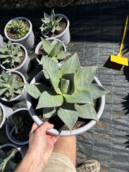 Agave Pygmaea (Dragon Toes Agave)