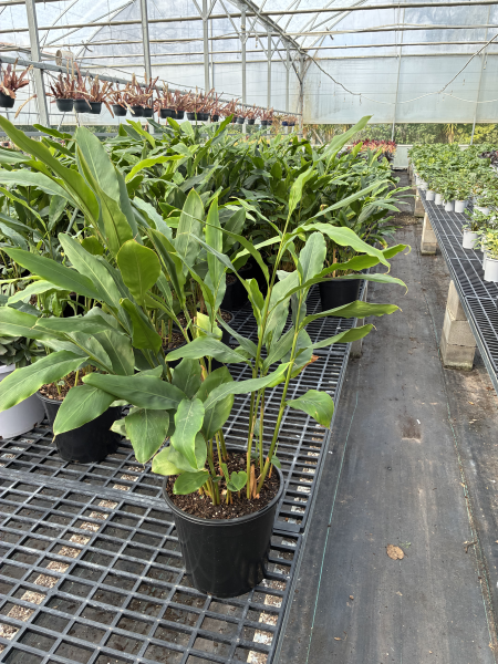 Alpinia Nutans (Dwarf Cardomom / Cardamom Leaf)