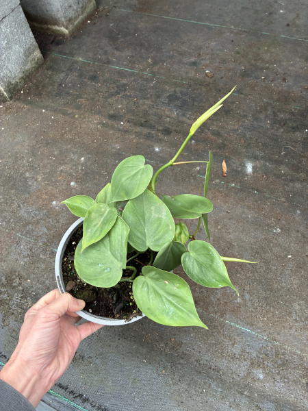 Philodendron Cordatum (Heartleaf Philodendron)