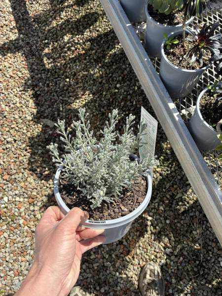 Santolina Chamaecyparissus (Lavender Cotton)