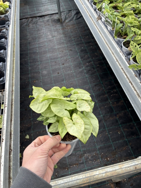 Syngonium ‘White Butterfly’ (White Butterfly Syngonium)