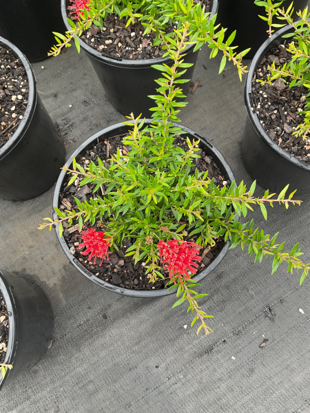 Grevillea Juniperina ‘New Blood’ (New Blood Grevillea)
