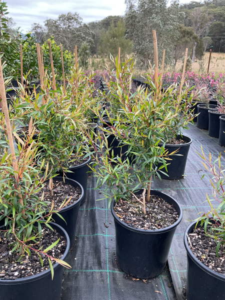 Leptospermum Petersonii (Lemon Scented Tea Tree)