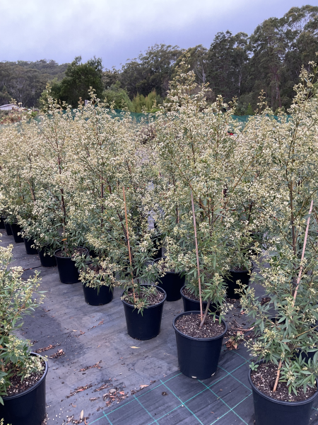 Ceratopetalum Gummiferum ‘Alberys Red’ (Alberys Red Christmas Bush)