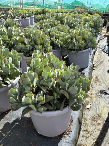 Crassula Ovata 'Bluebird' (Bluebird Jade Plant)