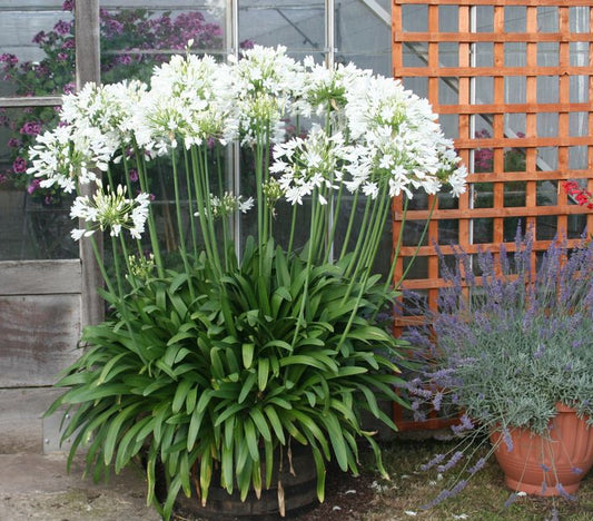 Agapanthus africanus 'White' (White African Lily)